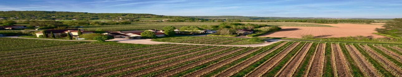 View vineyard