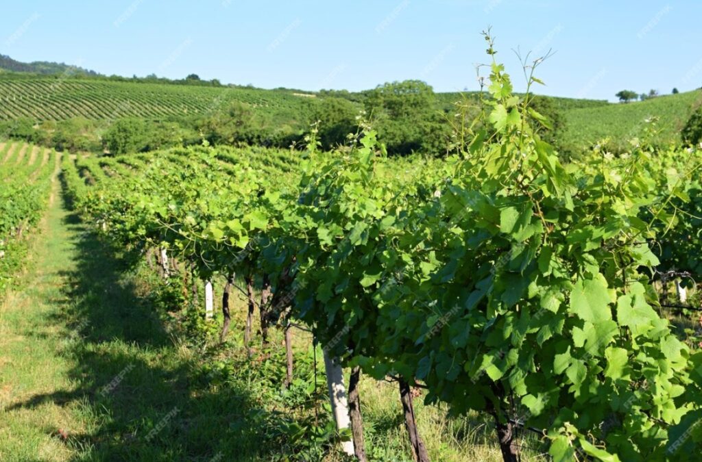 VINEYARD